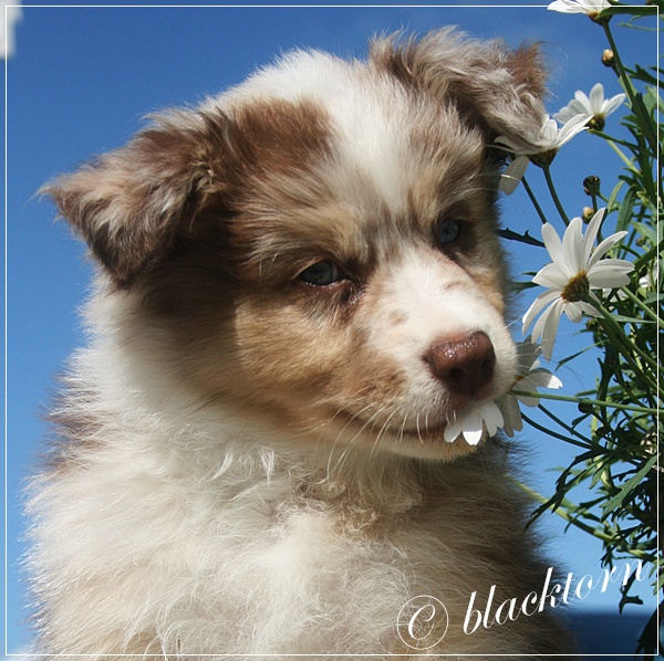 Blacktorn's Braveheart 8 uker