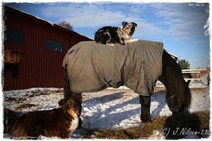 Blacktorn's Red Rose og Buffy i stallen, foto: Jorid Nilsen.