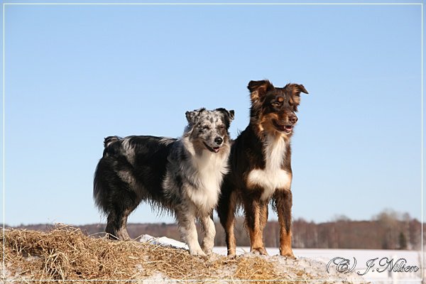 AD N UCH Aussie G�rden's One Super Girl & BH AD Blacktorn's Run's Like The Wind venter begge valper i mai 2011!
