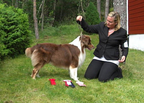 Gratulerer så mye til Irene med Blacktorn's Little Wolf ( fra Indianer kullet) med CERT & 2 BHK på Vestnes i dag! Kjempe stolte av dere!