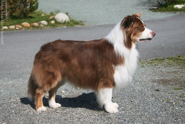 BH B Skydragon's Sundance Kid, vår veteran på 9 år