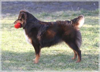 Blacktorn's Red Rose "Mocca"
