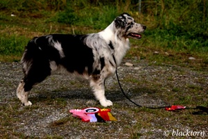 AD N UCH Aussie Gården's One Super Girl
