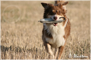 Chilli 4 �r 10 oktober 2008!!!