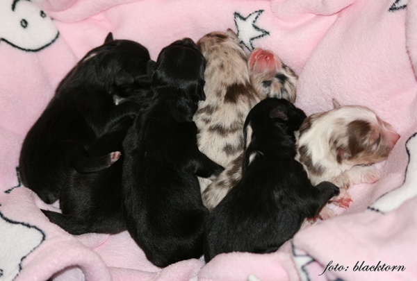 Puppies born!!!